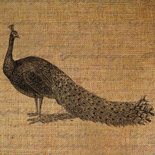 Peacock Bird Birds Digital Image Download Transfer For Pillows Totes Tea Towels Burlap No. 2164