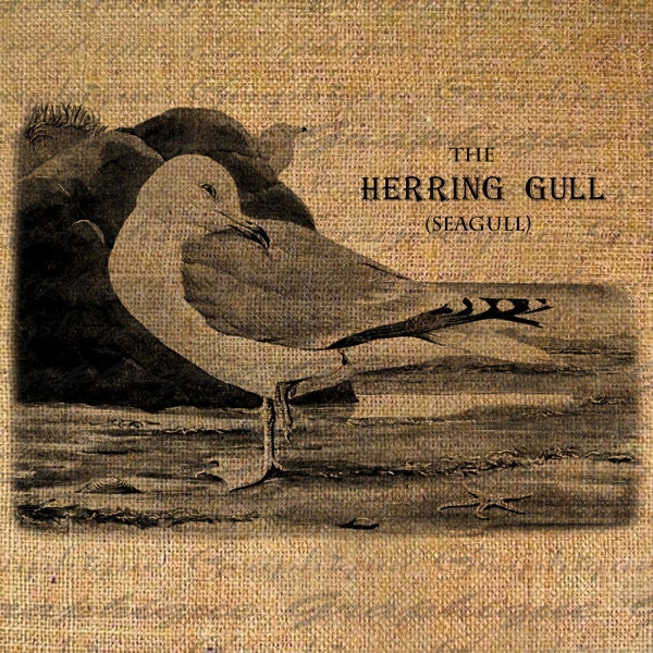 Birds of the World Series Seagull Herring Gull Digital Image Download Transfer To Pillows Tote Tea Towels Burlap No. 2403