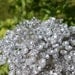 Wedding Flowers - Bridal Bouquet of Beautiful Silver Mirrored Beads - Wedding Bouquet - Fabulous Brooch Bouquet Alternative