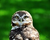 What Are You Staring At  4x6 Fine Art Photo