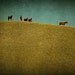 On the Lookout 8x8 Fine Art Photo