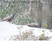 Turkeys in the Snow, 8x10 Color Nature Photograph, North Carolina Mountains