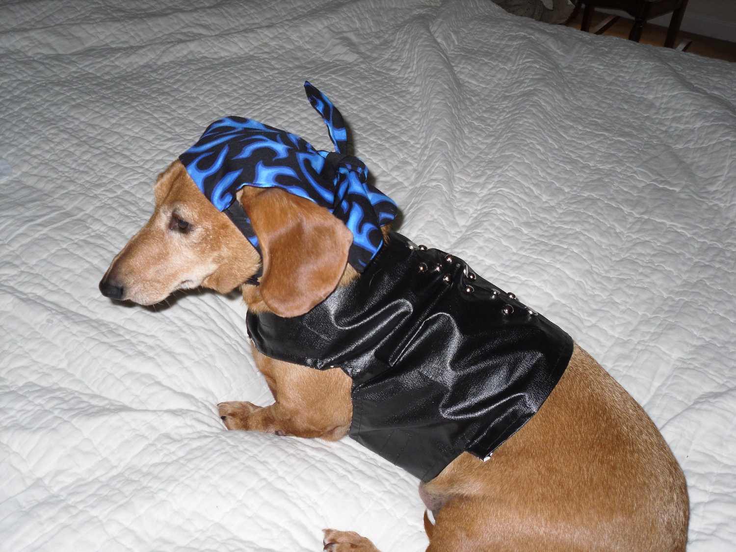 Items similar to Small Dog Biker Dog Studded Pleather Vest with Flame