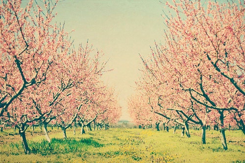Nature photography Cherry blossom orchard: Vintage spring 8x12 Fine ... Nature photography Cherry blossom orchard: Vintage spring 8x12 Fine ...