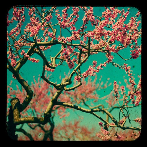 Nature Wall Art: botanical art prints tree branches nature photography turquoise pink nature photos 5x5 Fine Art Photography