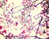 flower photography pink purple magenta fuchsia brown ivory / 8x10 Fine Art Photograph / japanese magnolia / Spring Pop