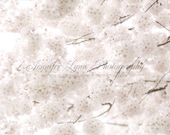 flower photography neutral white ivory cream tan brown cherry blossom / 8x10 Fine Art Photograph / Cherry Blossoms n.13