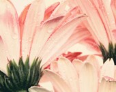 pink flower photography / 8x10 Fine Art Photograph / green pink blush / gerbera daisy