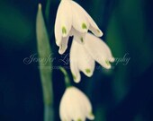 Three Of A Kind / 8x10 Fine Art Photograph / flower / negative / green / white / forest / snow bell