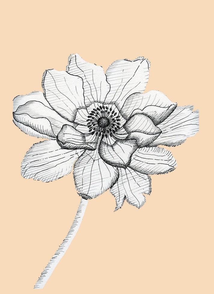 The Giant Peony - Fine Art Print of an original illustration
