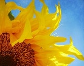 Sunflower Photo with bright blue sky, 8x10 fine art photograph, summer golden flower yellow blue sky
