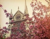 paris photo, cherry blossom, notre dame photo, springtime in paris, sepia, pink, 8x10 fine art photo, france, spring
