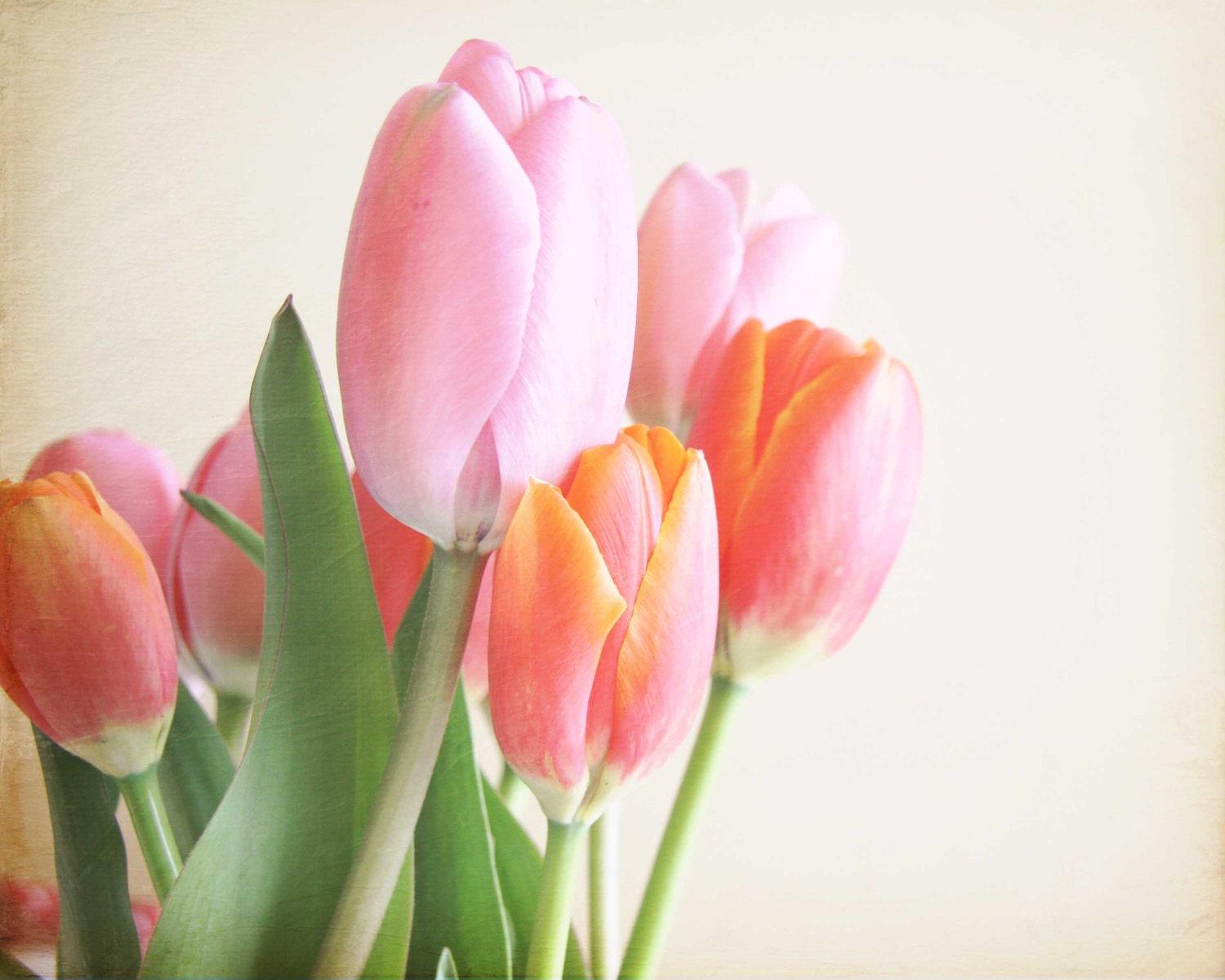 mothers day, spring, spring tulips, easter colours, pastel colors, peach, pink, flowers, blossoms, peach, green, 8x10 photo - trekkerjen