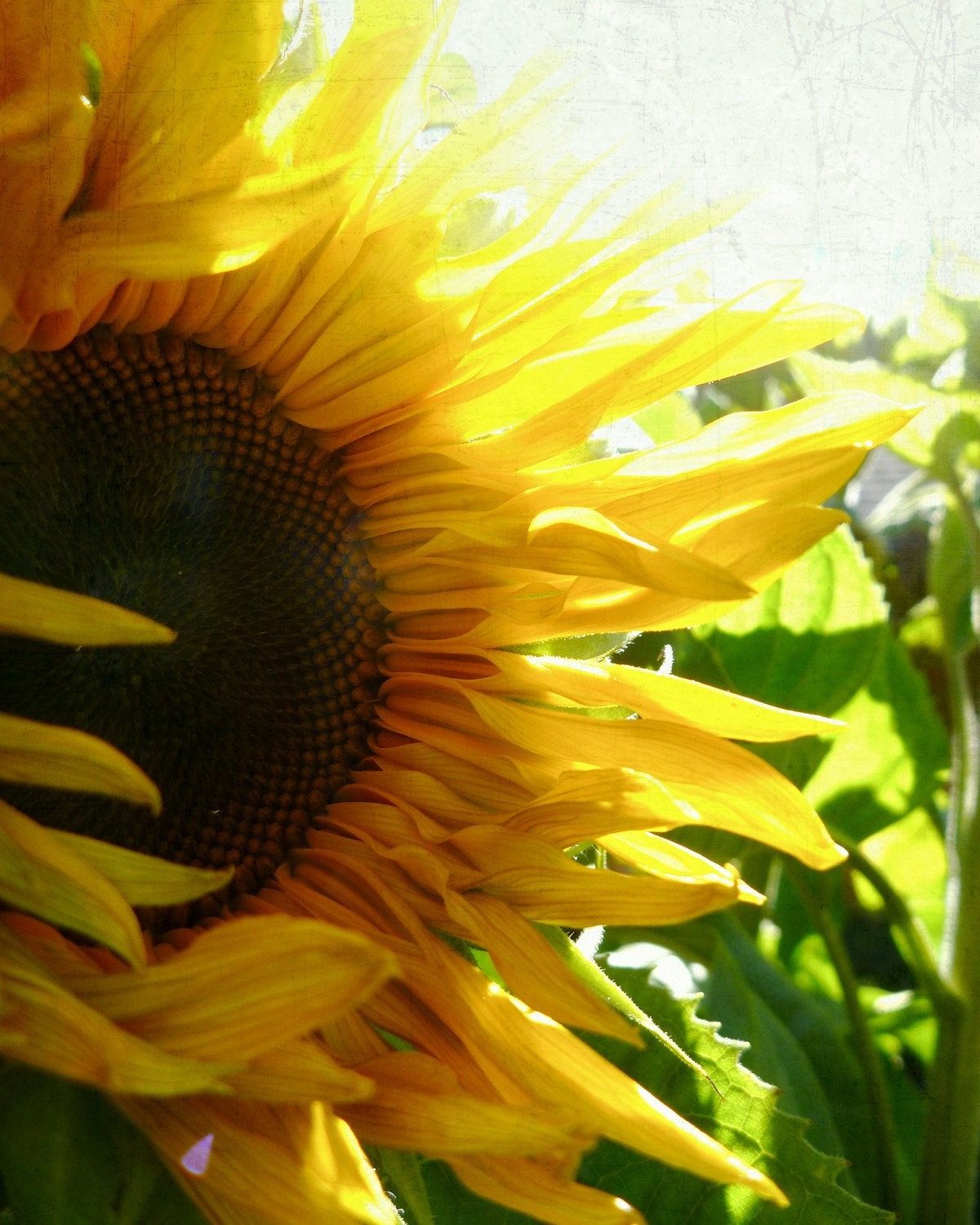 Golden Yellow Autumn Sunshine Sunflower - 8x10 Photograph for home decor, shabby chic cottage home decor, children's decor, kitchen decor
