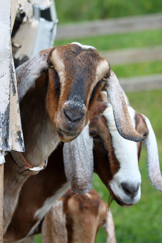 GREAT gift idea - Vanilla Musk Creamy Goat's Milk FELTED soap - 2 Full size bars