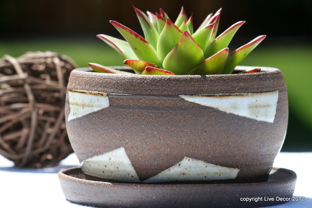 Cactus pot - Modern