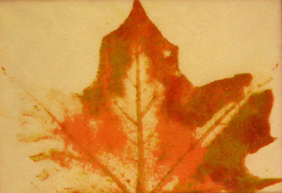 Maple Leaf in fall color on Japanese paper