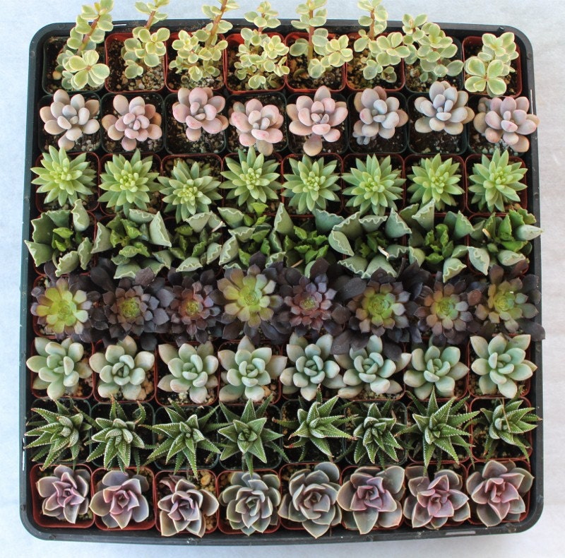 72 Succulents  Wedding Party Gift Favors in their plastic 2 inch Pots collection sempervivums rosettes