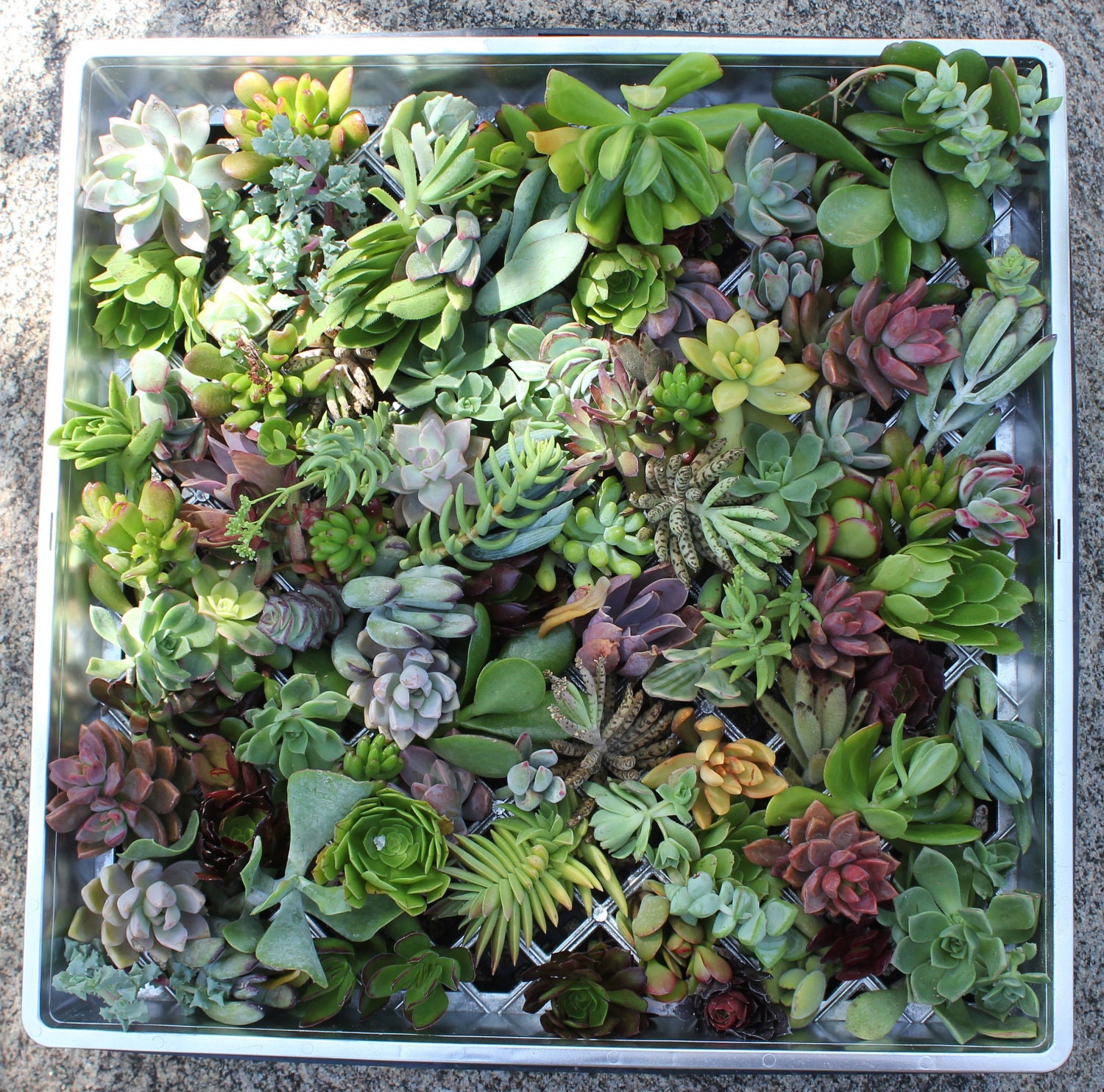 Succulent cuttings 25 succulent perfect for wall gardens wreath and topiaries Succulents  echeverias succulent