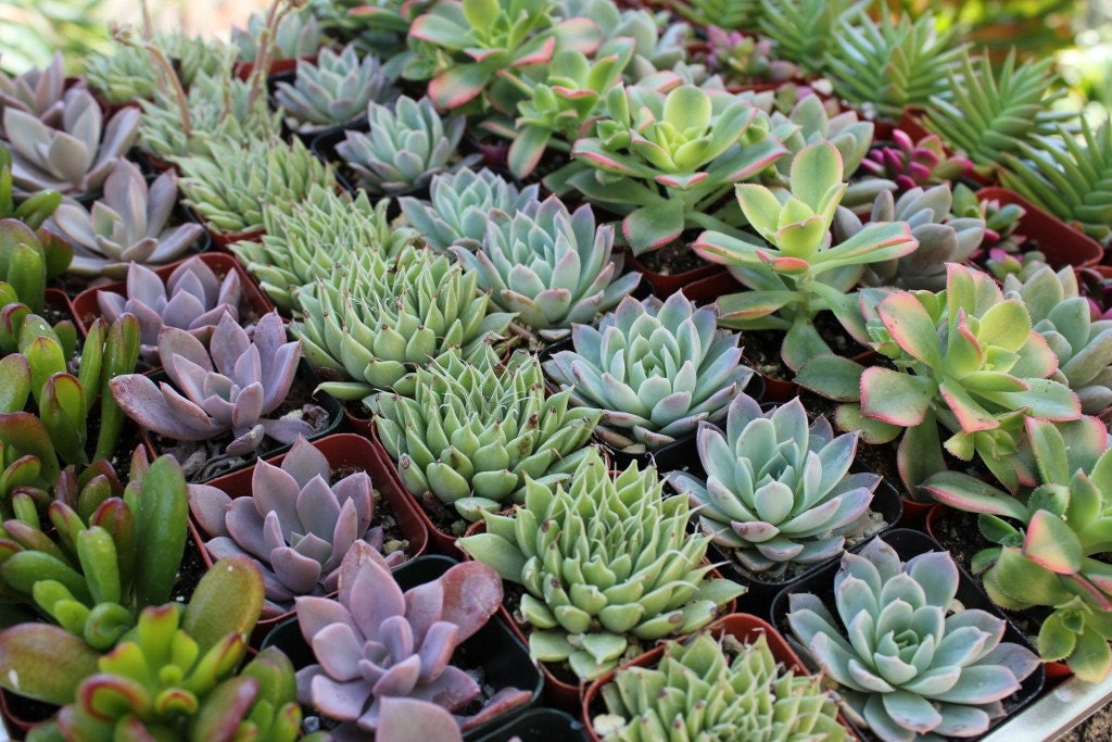 36 ROSETTE ONLY Beautiful Wedding Succulents for Gift Favors in their plastic 2 inch Pots