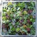 Succulent cuttings 25 succulent perfect for wall gardens wreath and topiaries Succulents  echeverias succulent