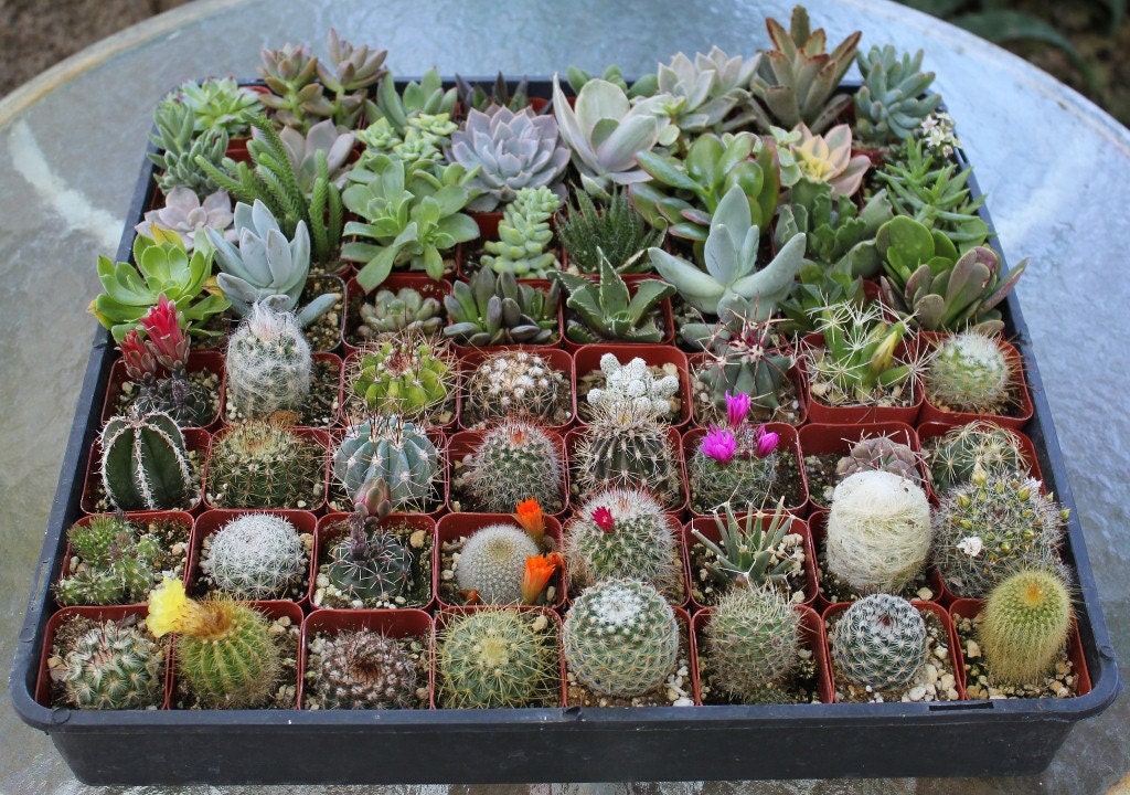 Succulent & Cactus Collection  TWENTY (20) Awesome for Party or Wedding Favors and Gifts succulents plants lot