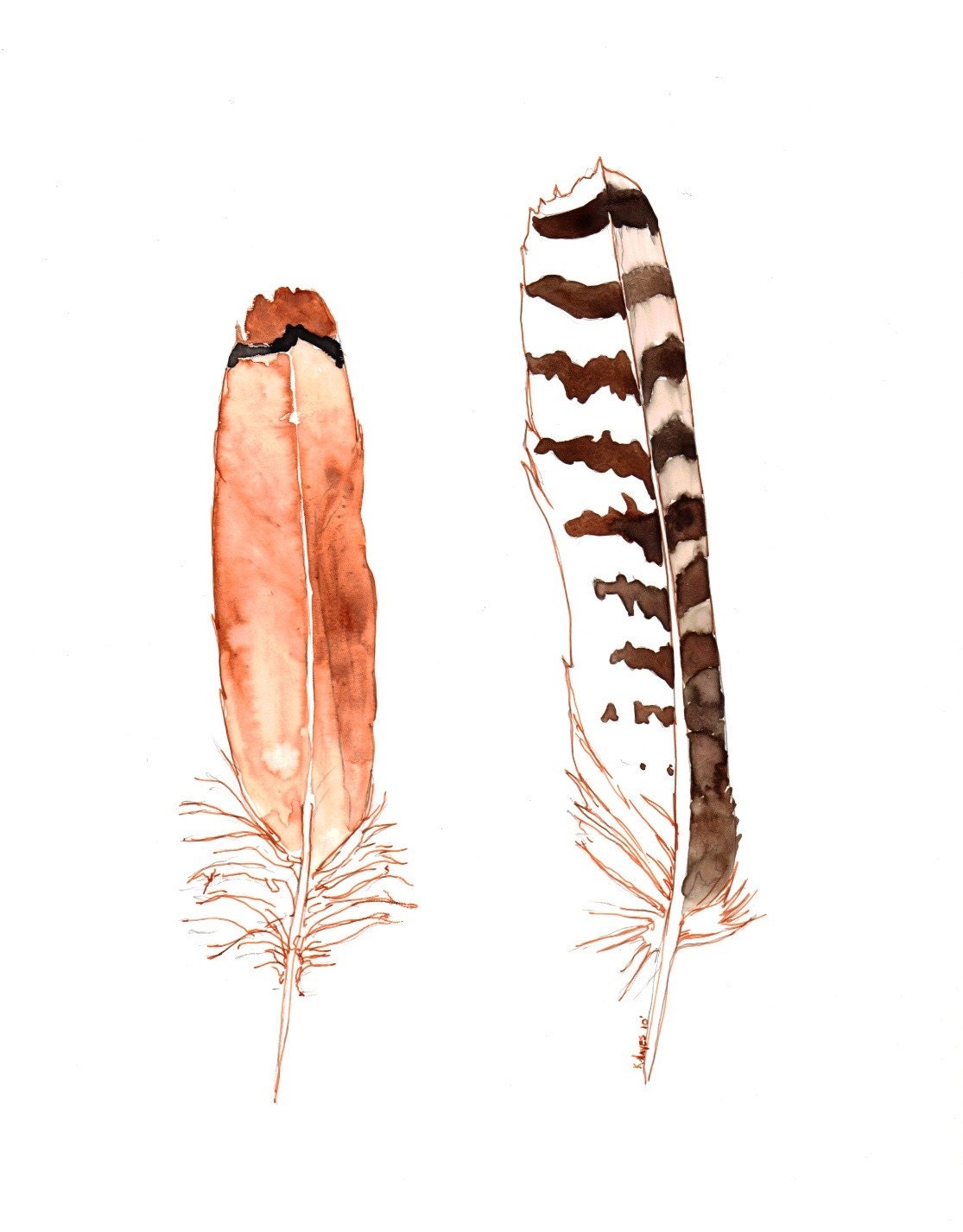 Red Hawk Feathers