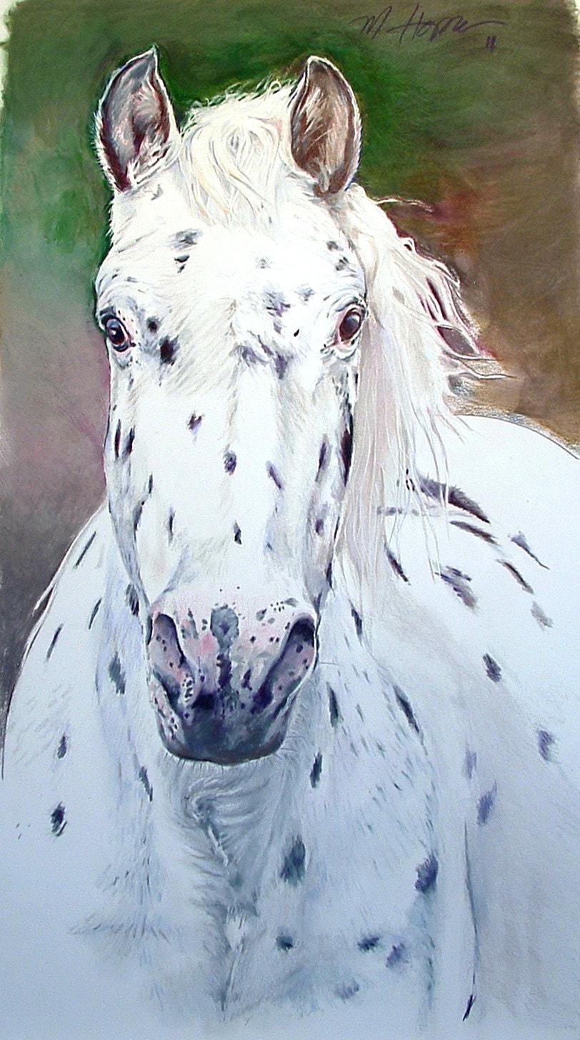 Apalloosa Horse, Life Size, Signed Giclee print by Margi Hopkins of Pepper Portraits LLC.