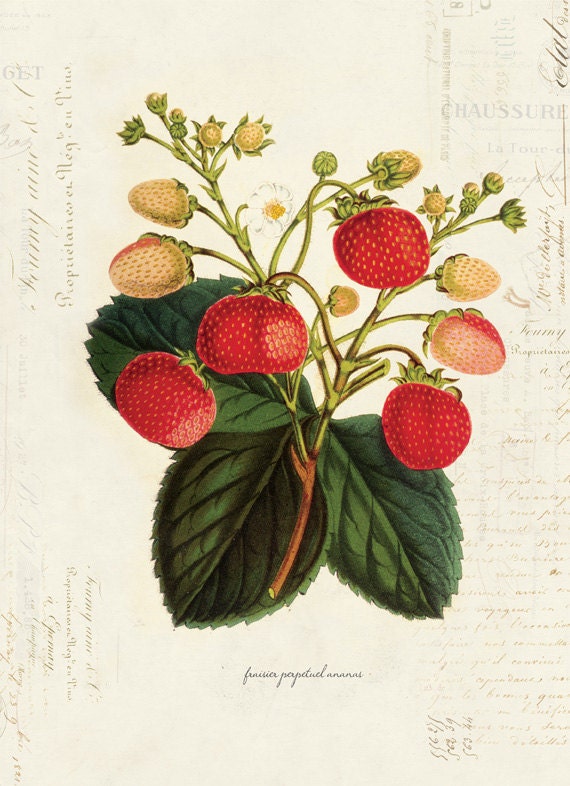 Vintage Botanical Strawberry Plant on French Ephemera Print 8x10 P35