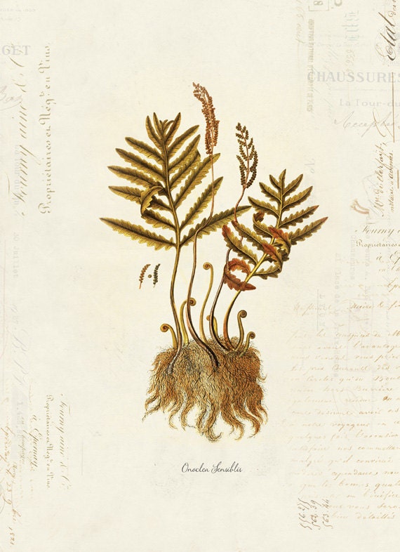 Vintage Botanical Fern Plant on French Ephemera Print 8x10 P36