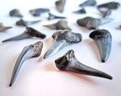 25 fossilized sharks' teeth, for jewelry, good luck charms, art projects, kids' party favors, home decor, shark party, shark tooth