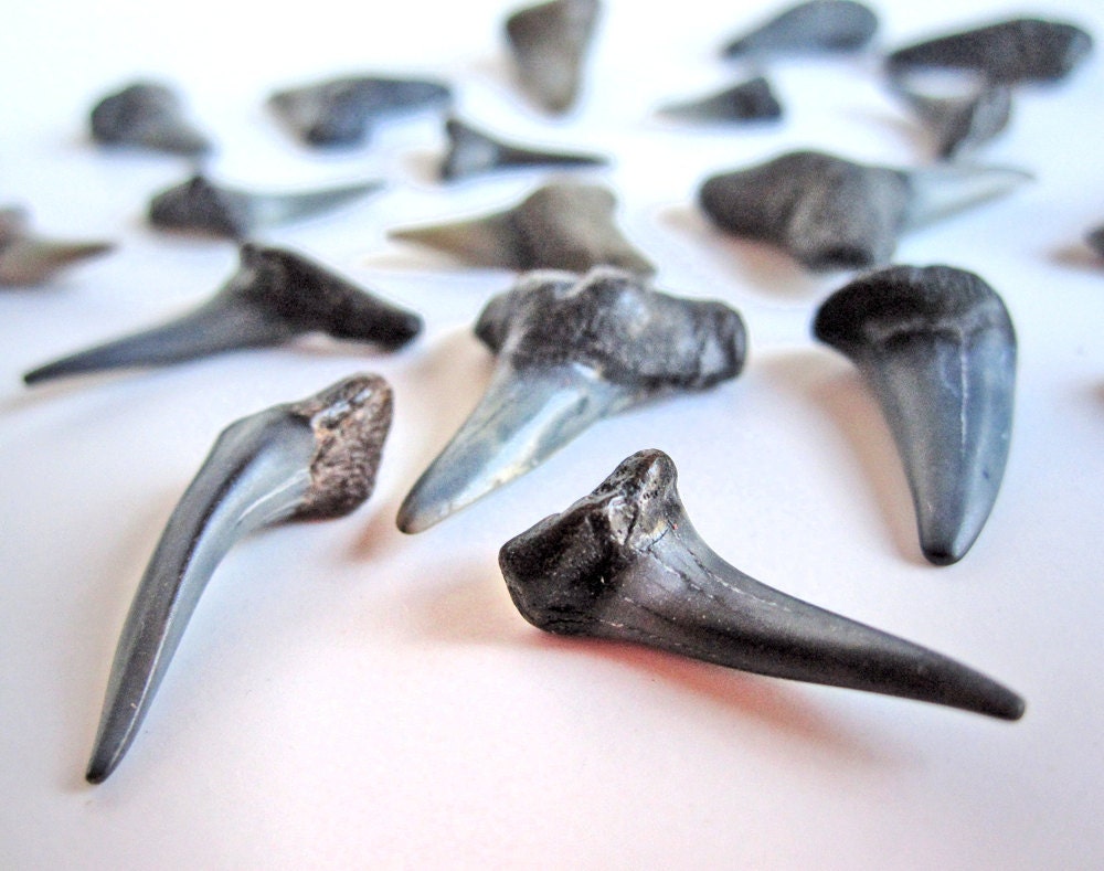 25 fossilized sharks' teeth, for jewelry, good luck charms, art projects, kids' party favors, home decor, shark party, shark tooth