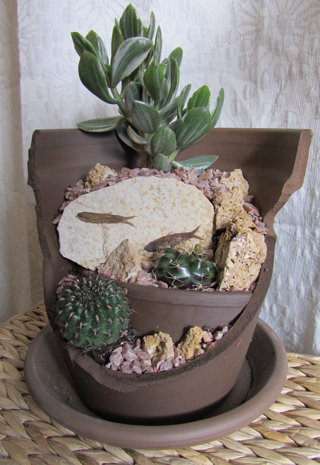 Upcycled Broken Pot Fossil Fish Cactus/ Succulent Garden