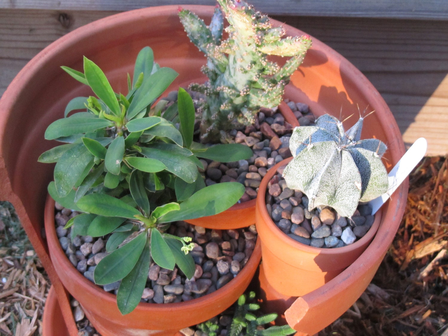 Upcycled Broken Pot Cactus/ Succulent Garden