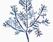 Sea Fern in Denim III 11x14