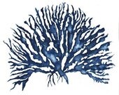 Sea Coral in Denim IV 11x14