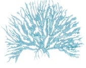 Sea Coral IV in French Blue - NEW colour