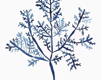 Sea Fern in Denim III 11x14