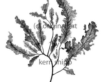 Seaweed in Charcoal Print