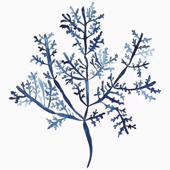 Sea Fern in Denim III 11x14