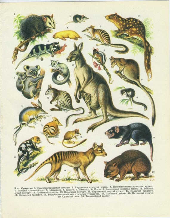 Species of Marsupial Mammals - Majestic Marsupial Mammals