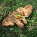 Olive Wood Cutting Board