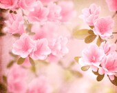 Romantic Flower Photo  8x8 Fine Art Photography, pink, floral, springtime, shabby chic, nature, vintage, pastel, spring