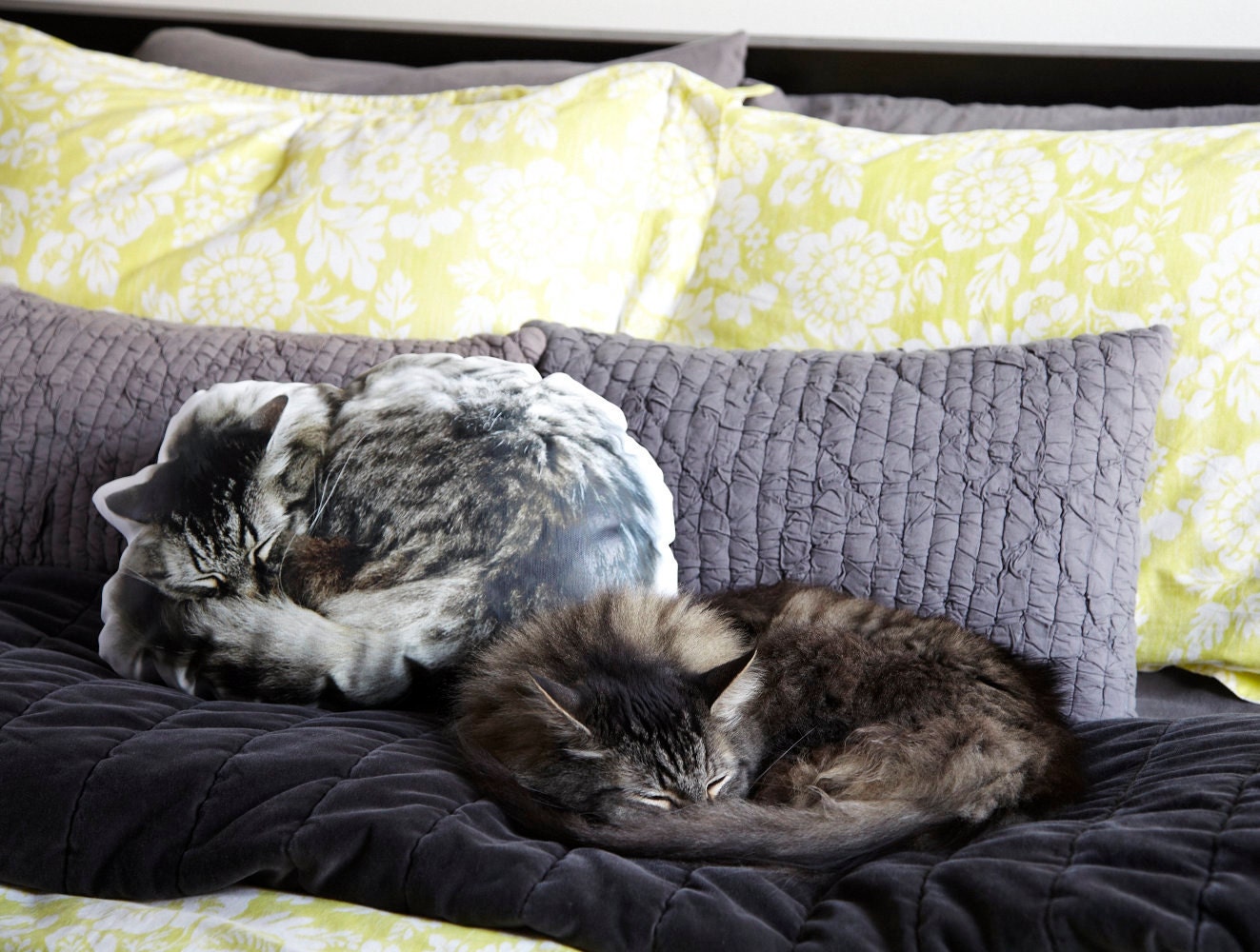 Sleeping Cat Canvas Printed Pillow