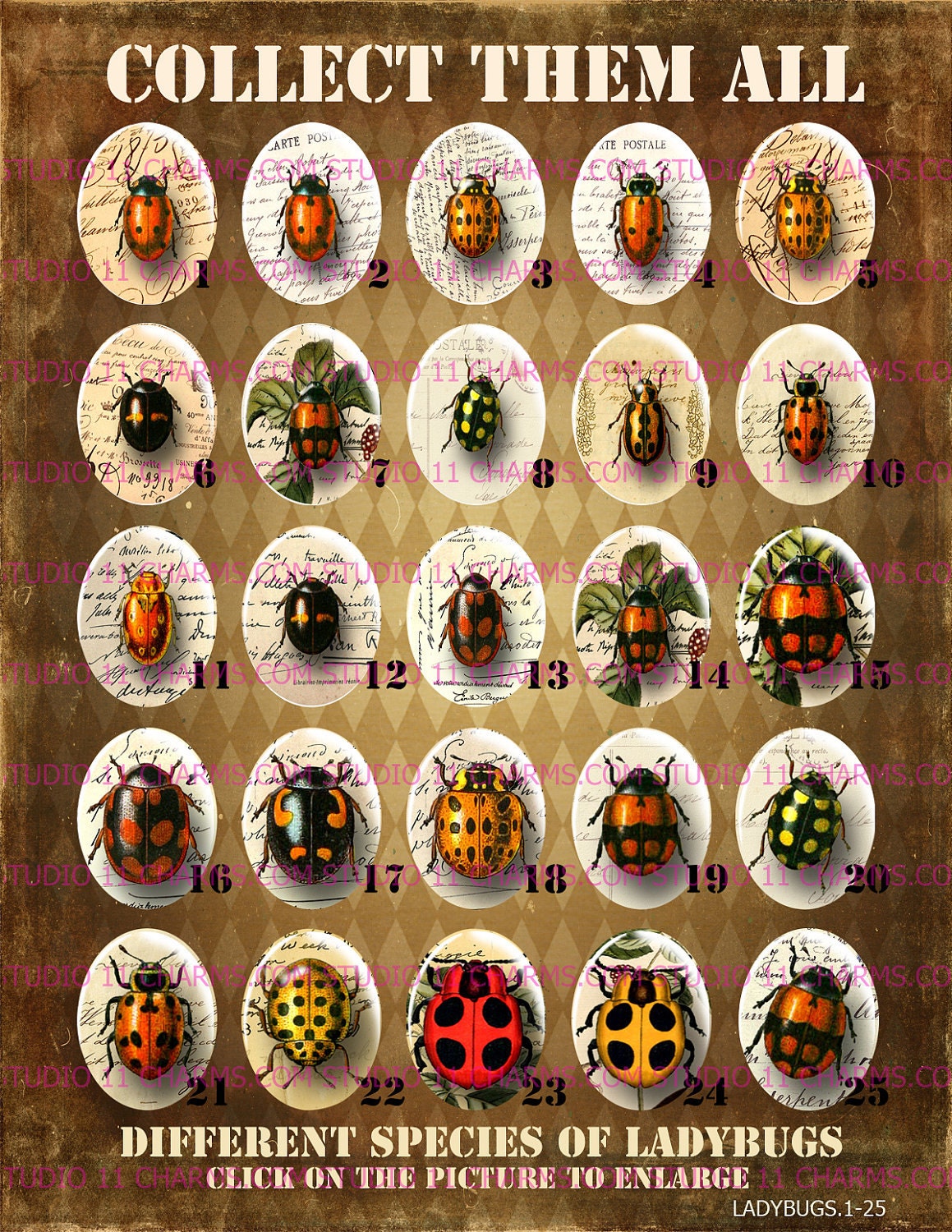 items-similar-to-25pcs-30x40mm-ladybugs-different-species-cameo