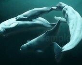 Beluga whales - 11 x 16 print