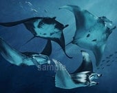 Manta rays - 22 x 15.5 print
