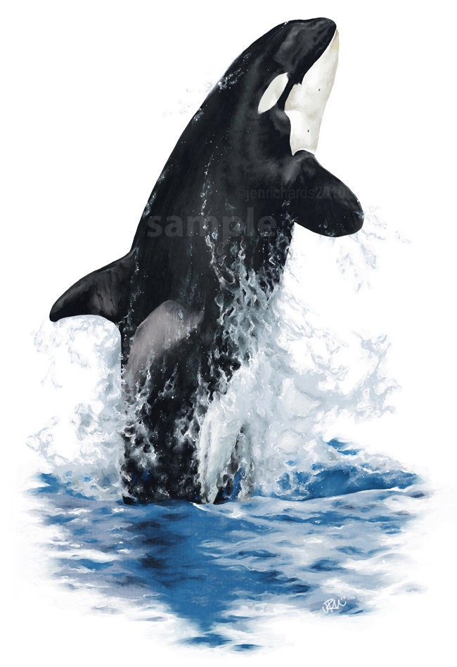 Kalina, orca - 15 x 18 print