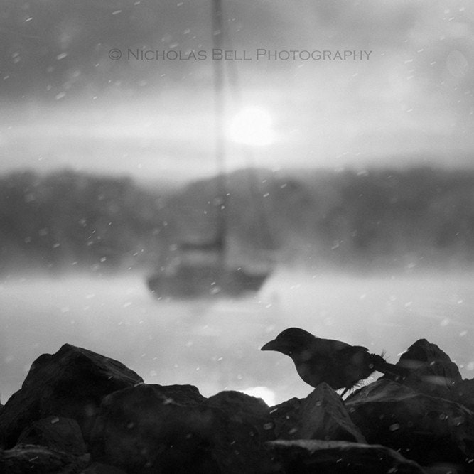 Black and white photography / nautical / crow / snow / winter / Gothic Sunrise /  12 x 12 - NicholasBellPhoto