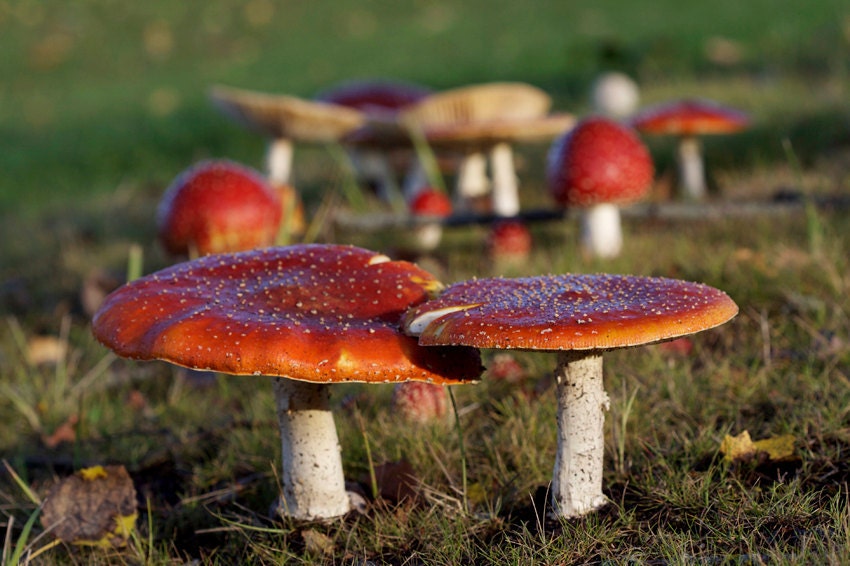 Mushrooms. Photo by DMpics on Etsy.